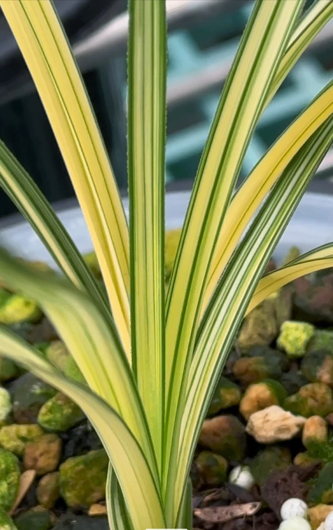 蕙兰（直播间一物一拍）