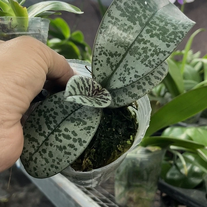 当前无花栽培后可以开花西雷利3.0