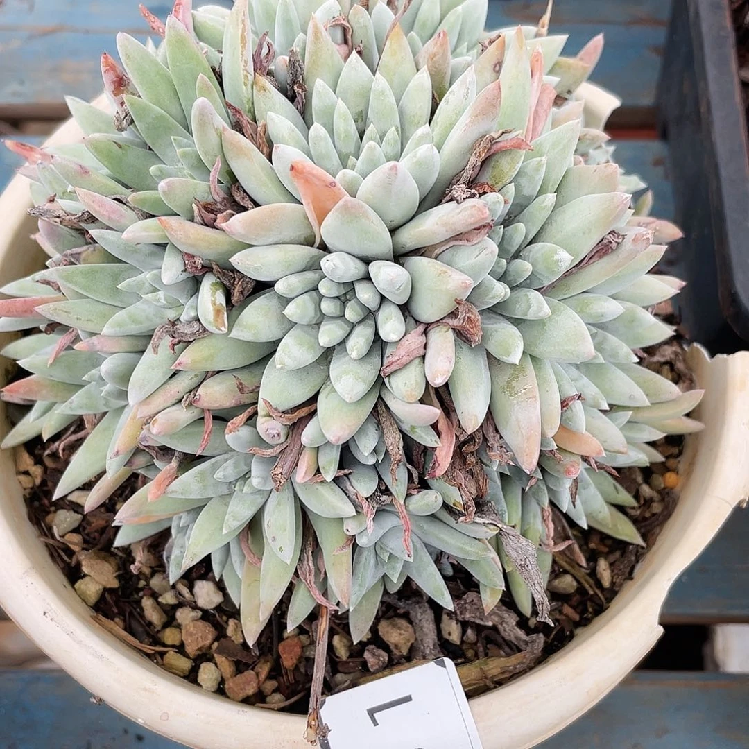 带盆发货丸叶白姆2381