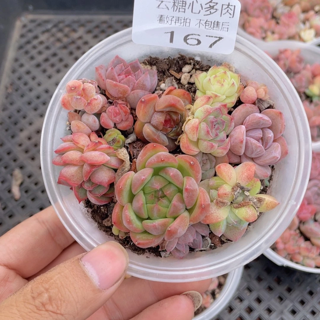 云糖心多肉植物167