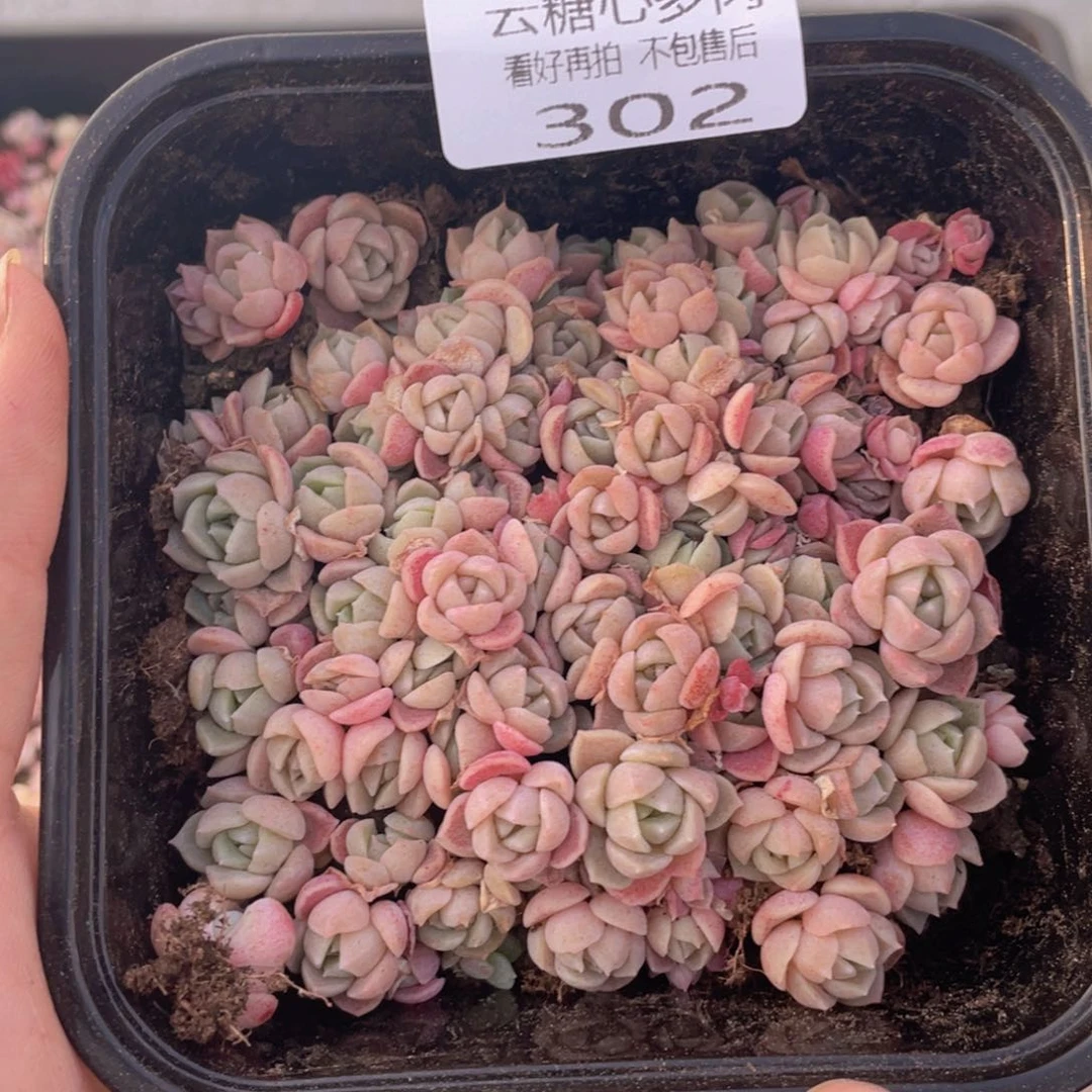 云糖心多肉植物302