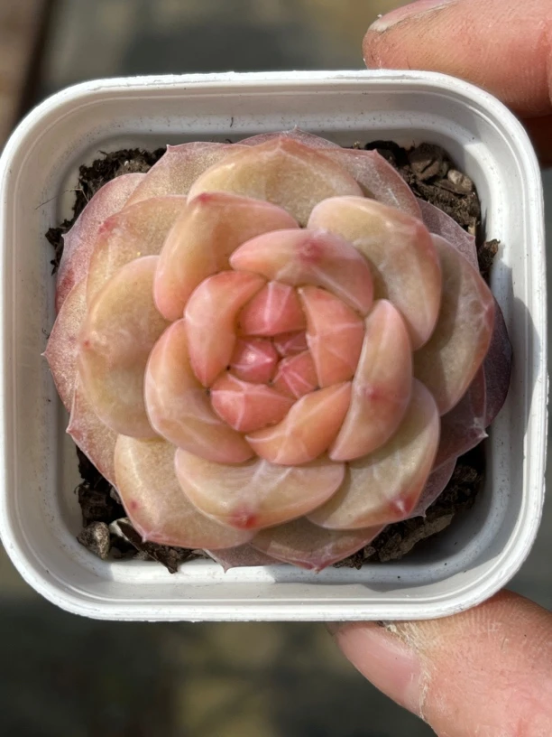 雪芙蓉嫁接套餐带底桩