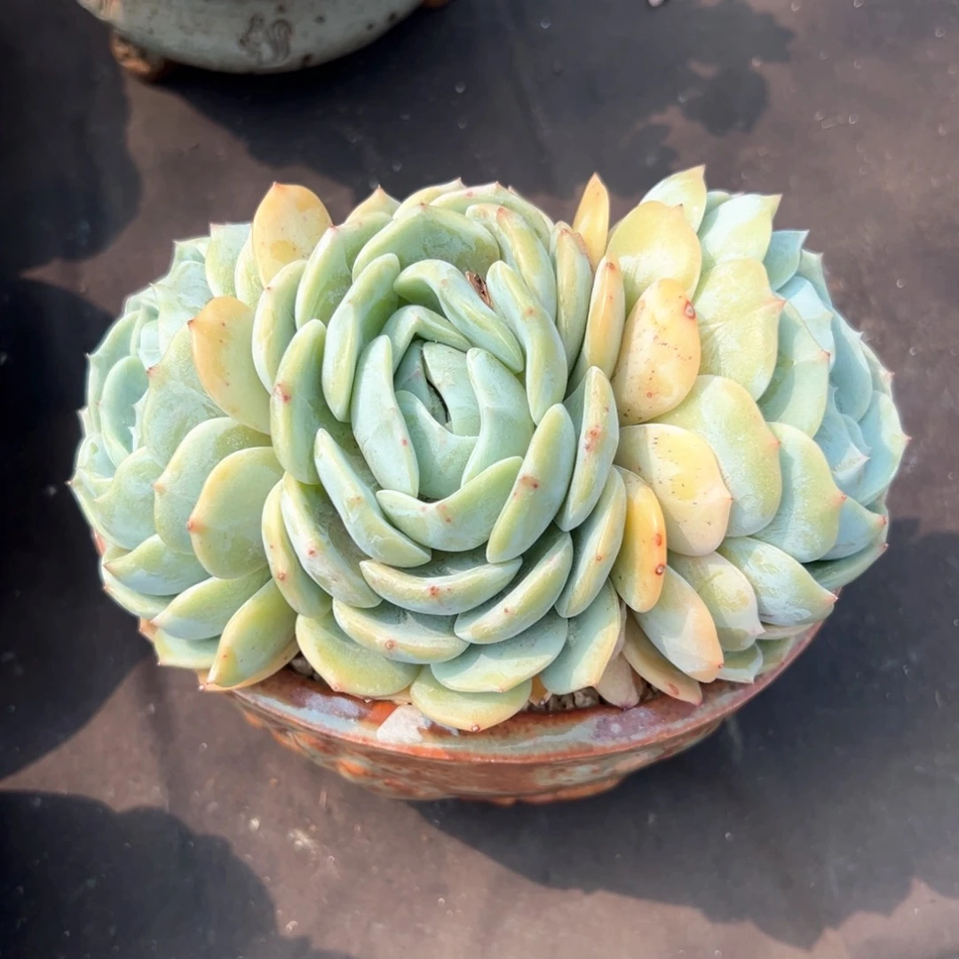 无花朵劳林1111111111