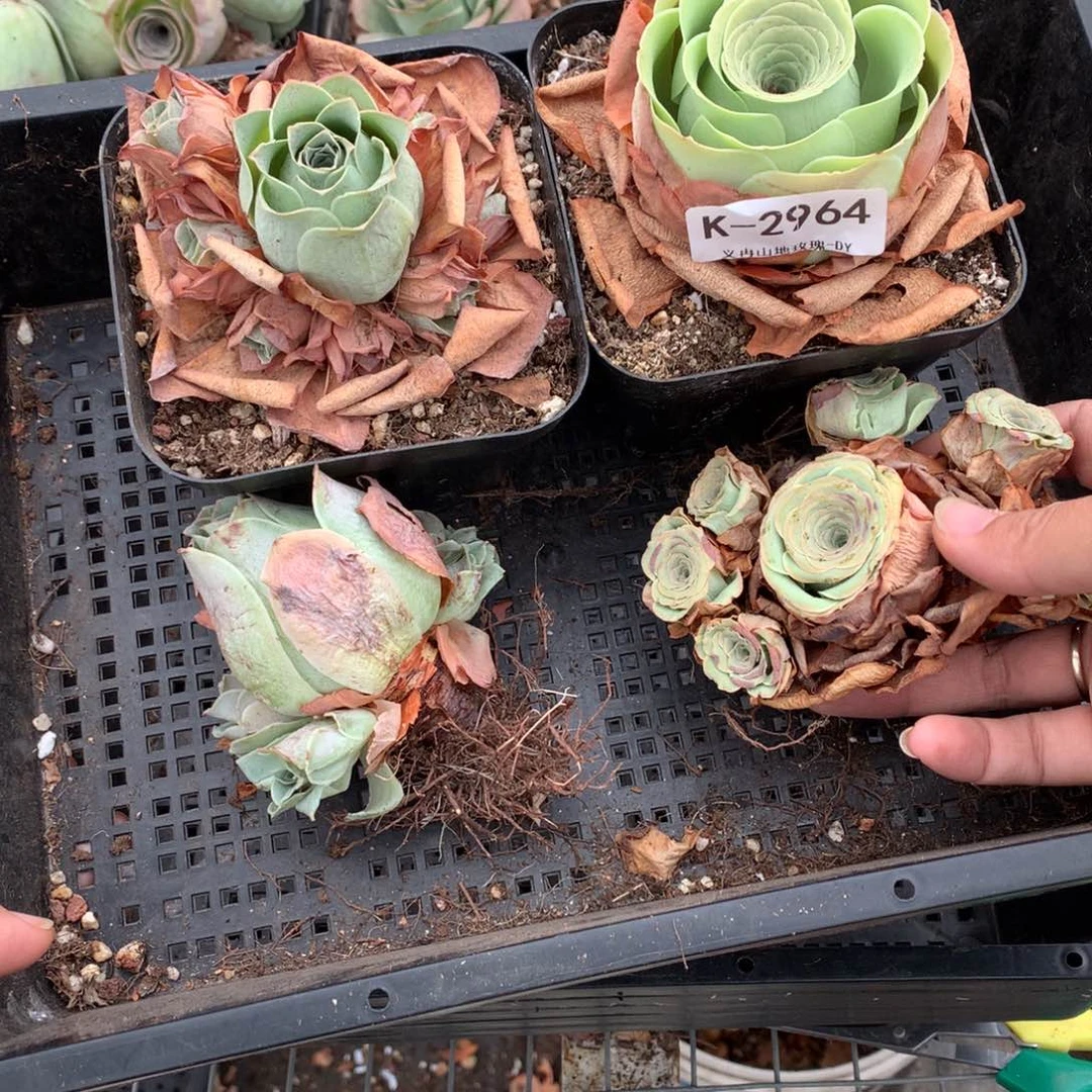 2964干瘪状态会掉侧芽