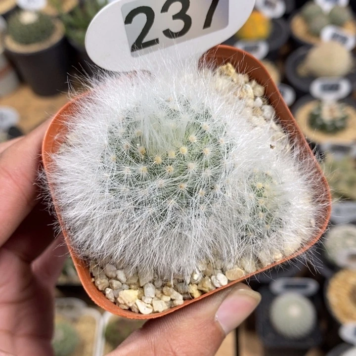 哈****a专拍237号无刺丽光殿