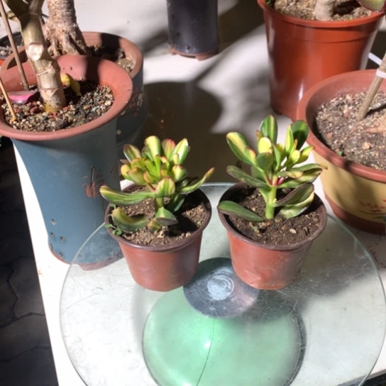 h****08815卷叶小两颗