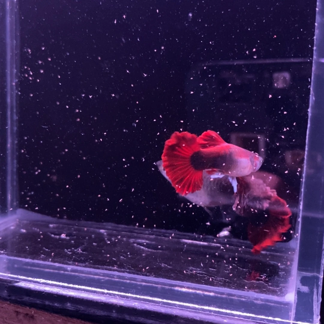孔雀鱼菊花帆一对