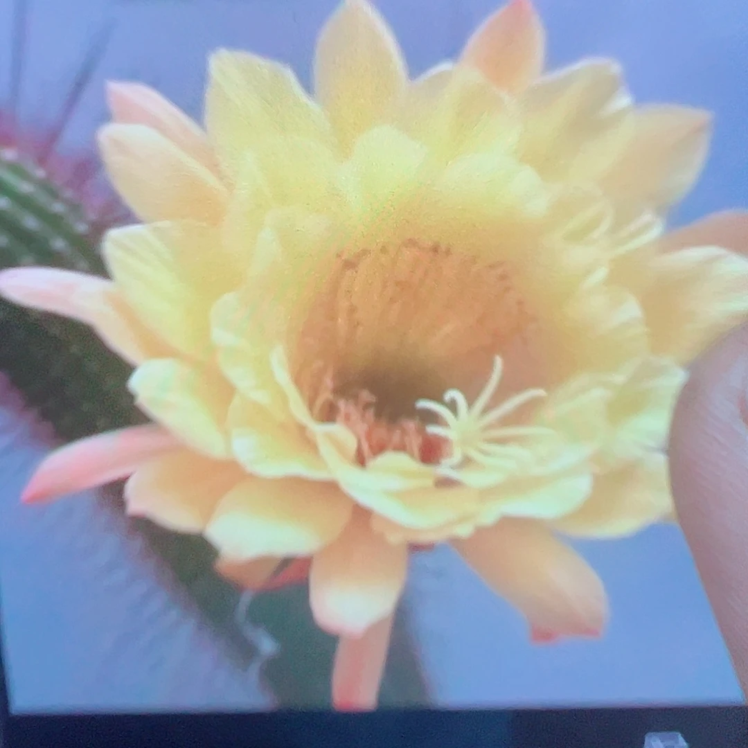 金妞 国王侧芽 满20包邮
