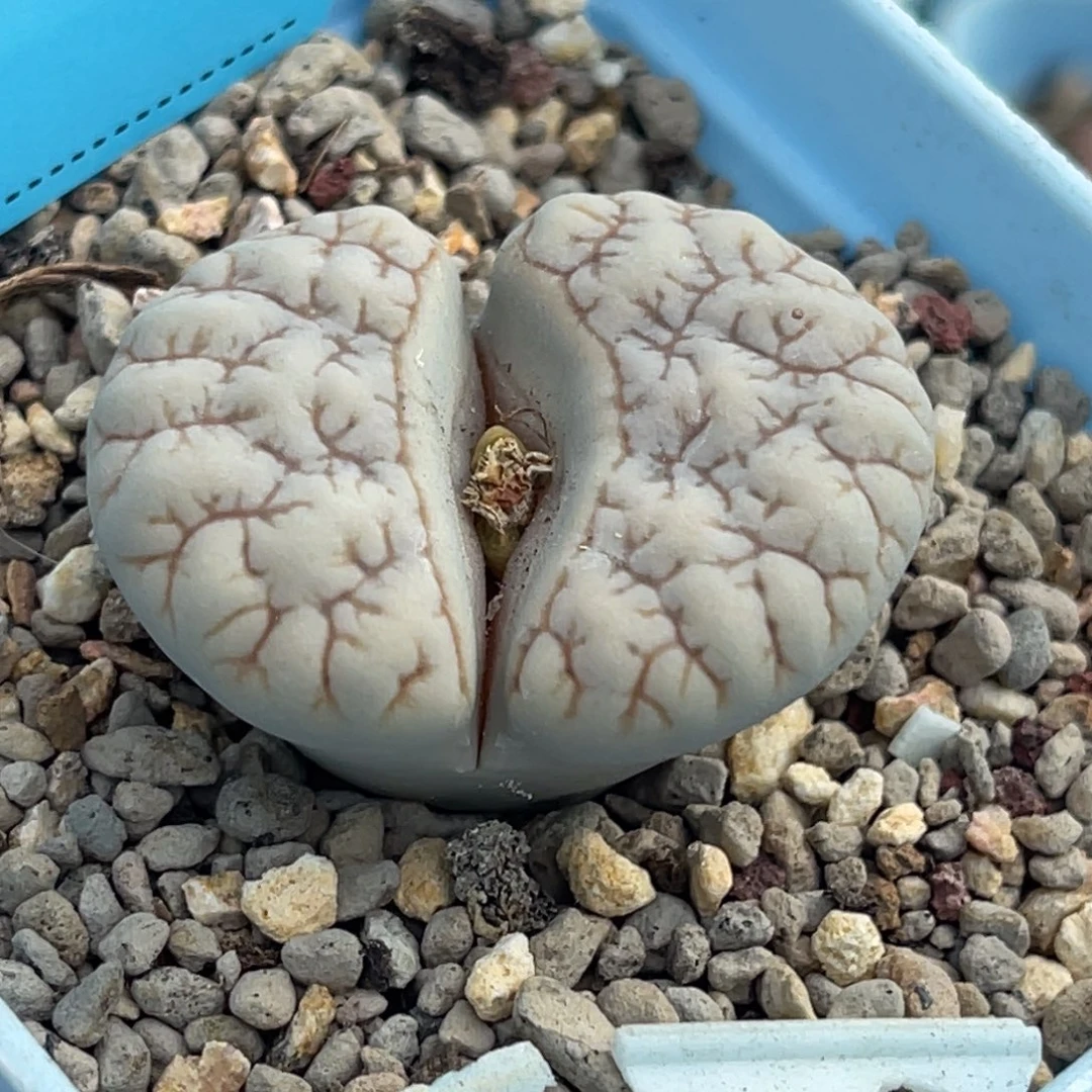 7124睫毛凹凸189一颗3.5