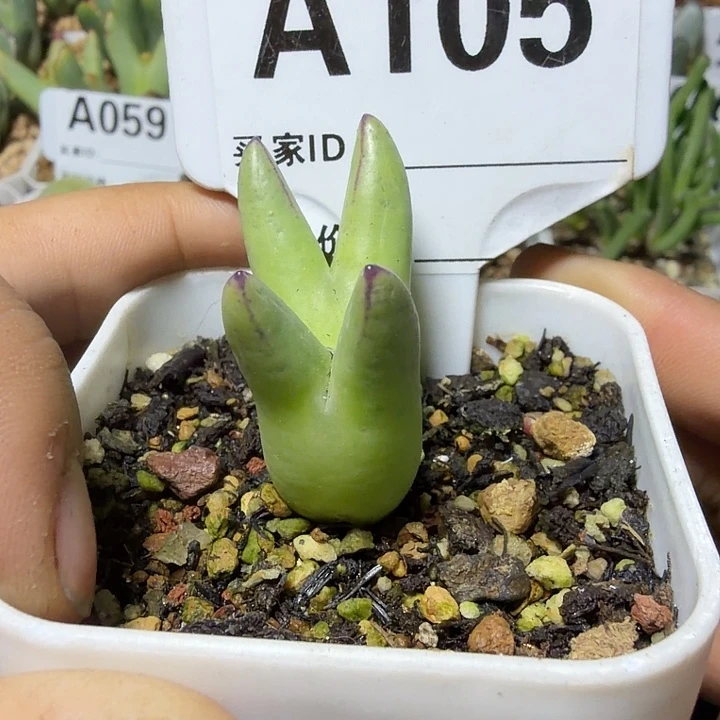 墨****105。多肉植物的生长