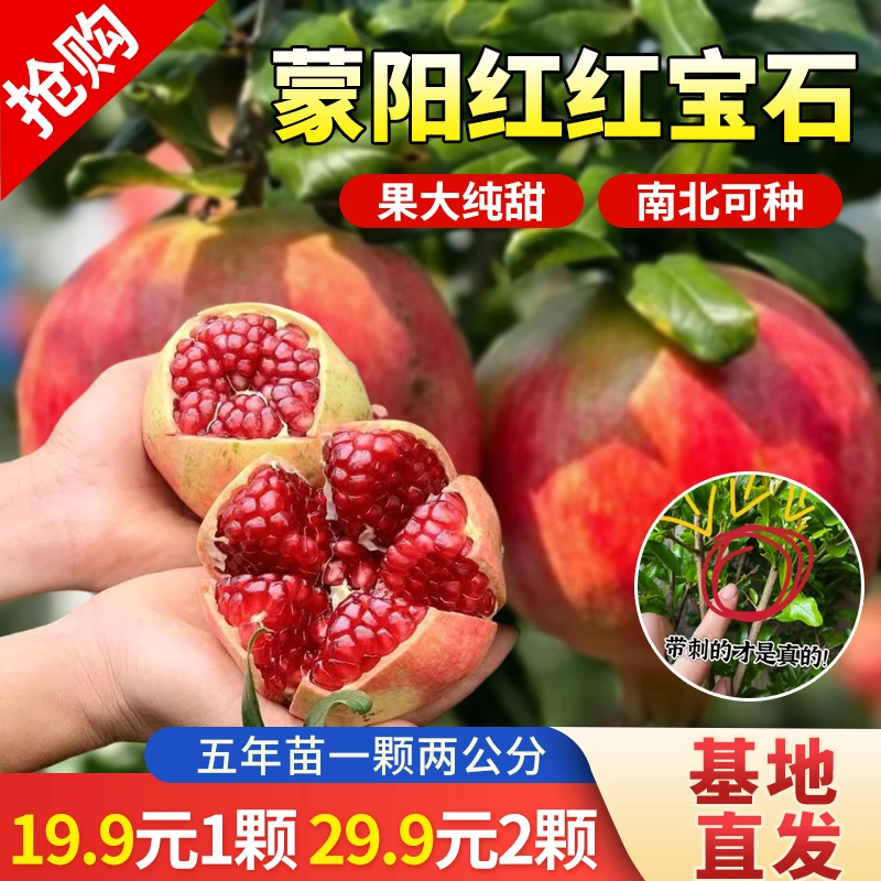 现挖现发蒙阳红石榴树苗带刺甜石榴大果纯甜耐寒南方北方均可种植