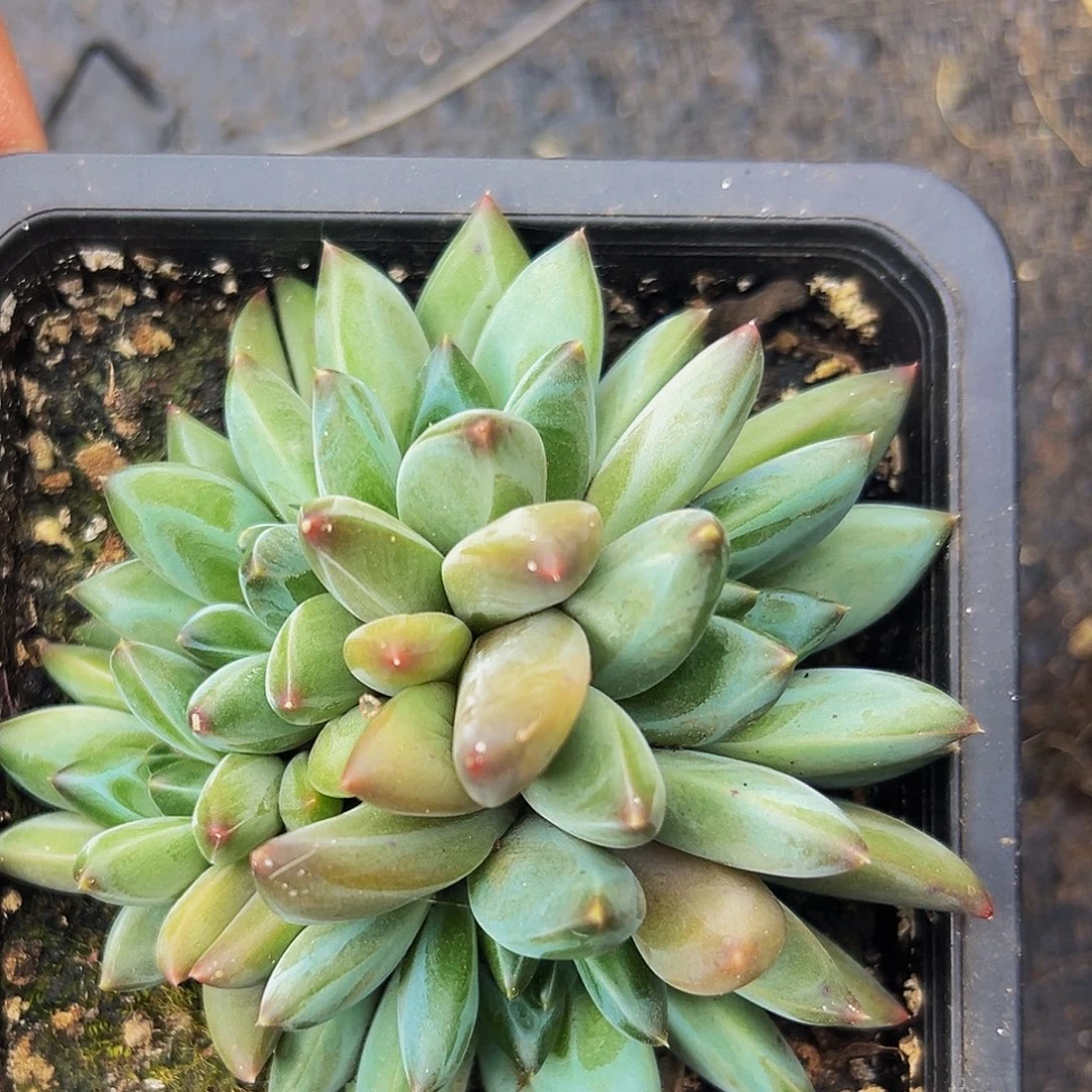 桔云多肉美人精品系列