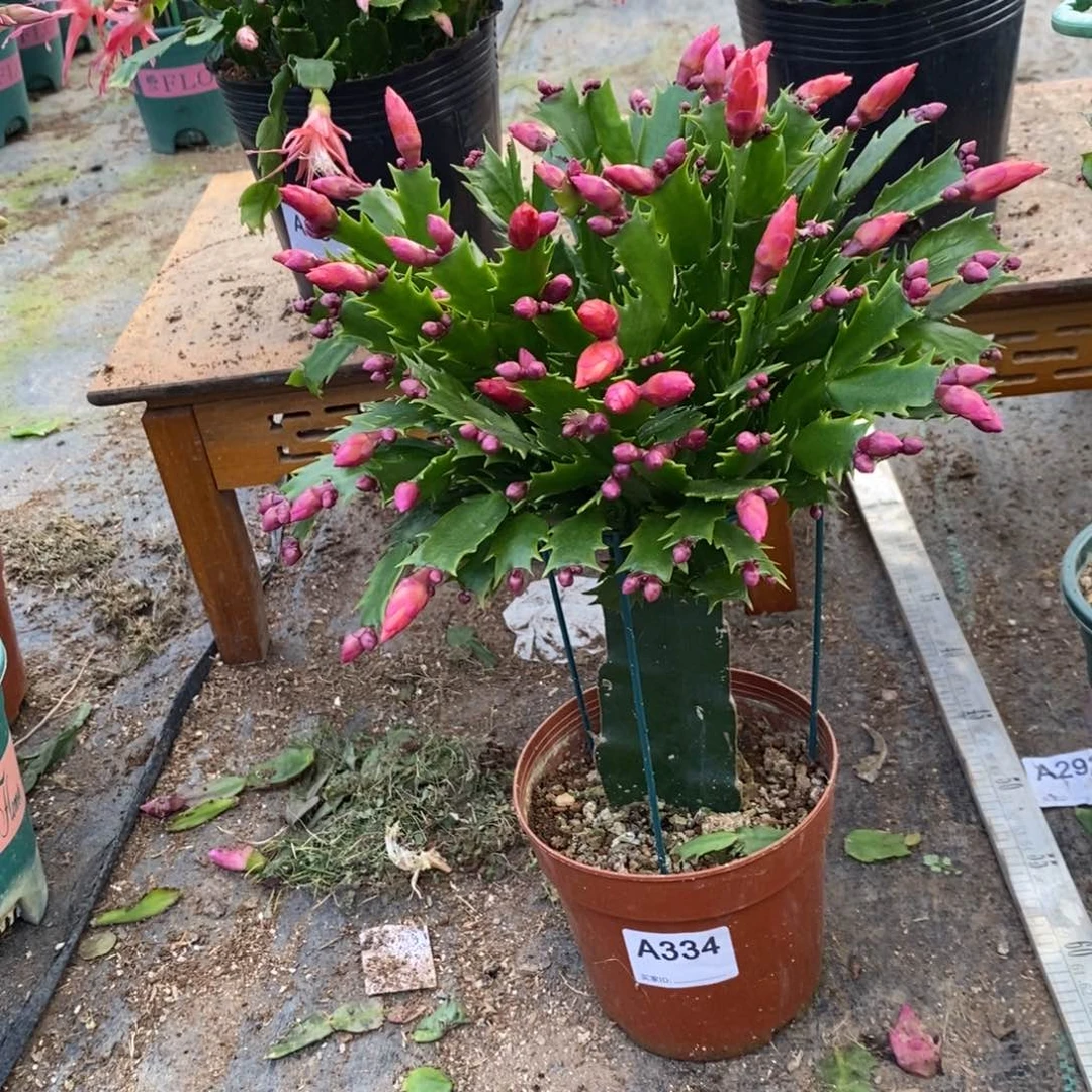 完全开放334嫁接加勒比