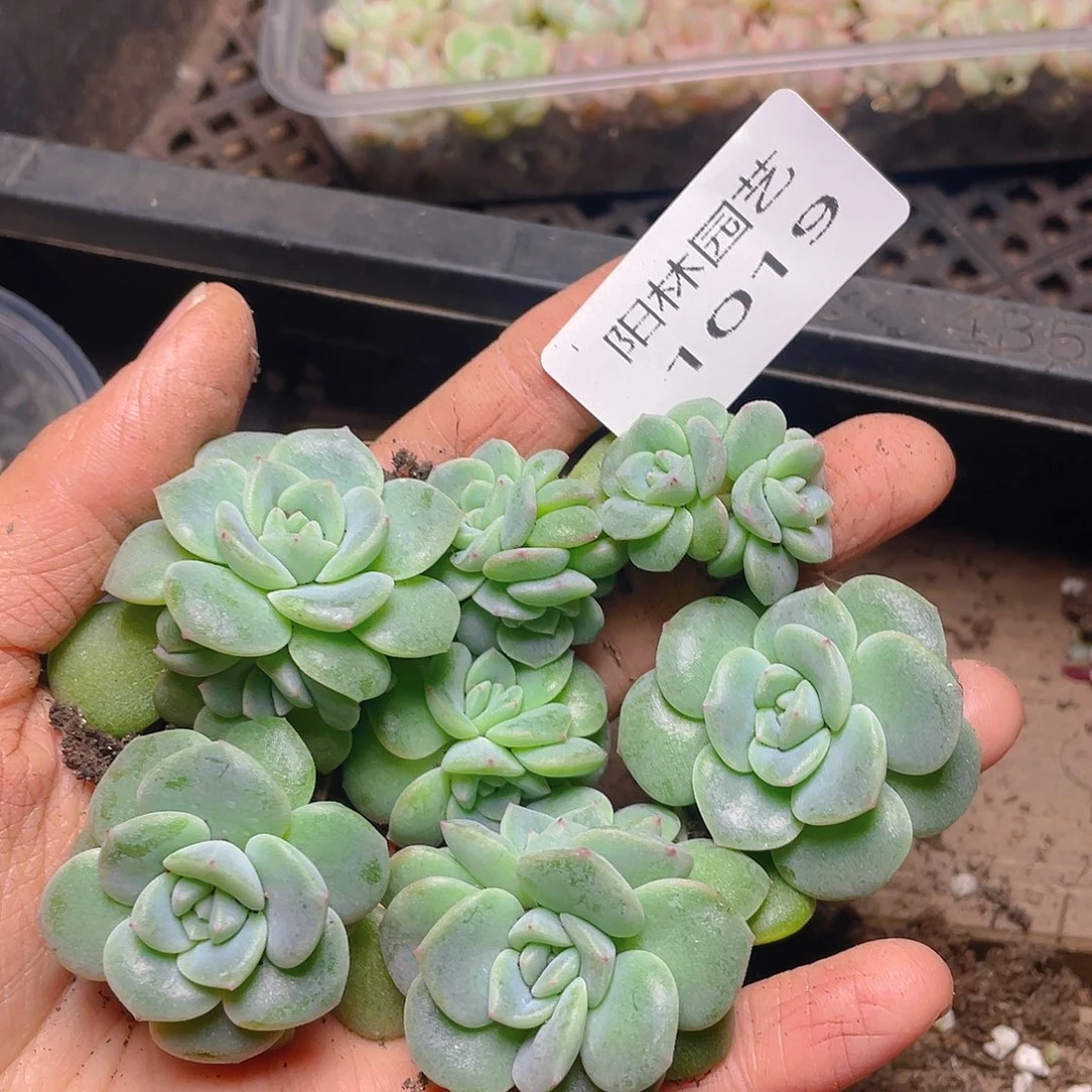 多肉植物多肉植物1019