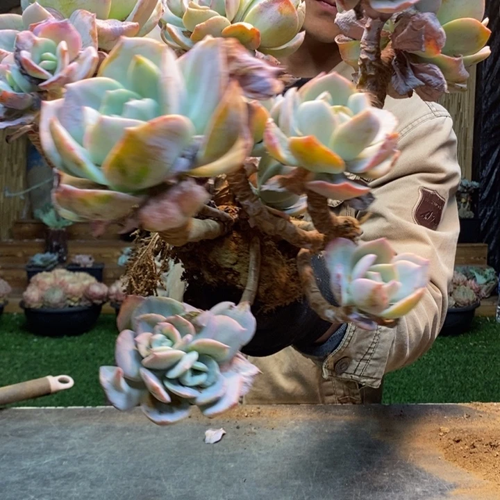 云***春78 号白凤多肉植物