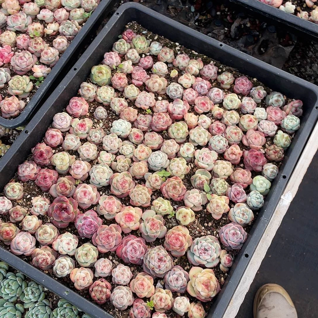 莫***莫301。  定。