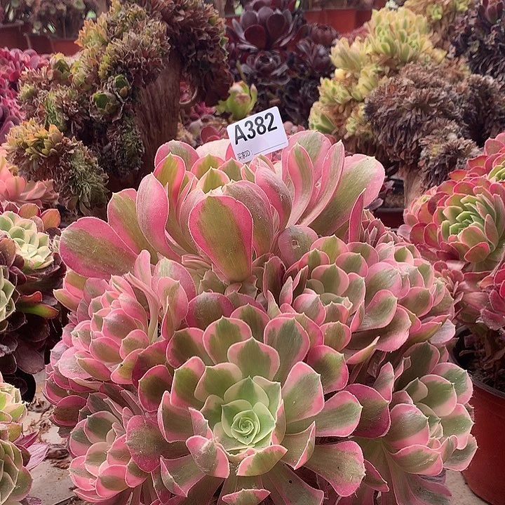 382粉女郎多肉法师