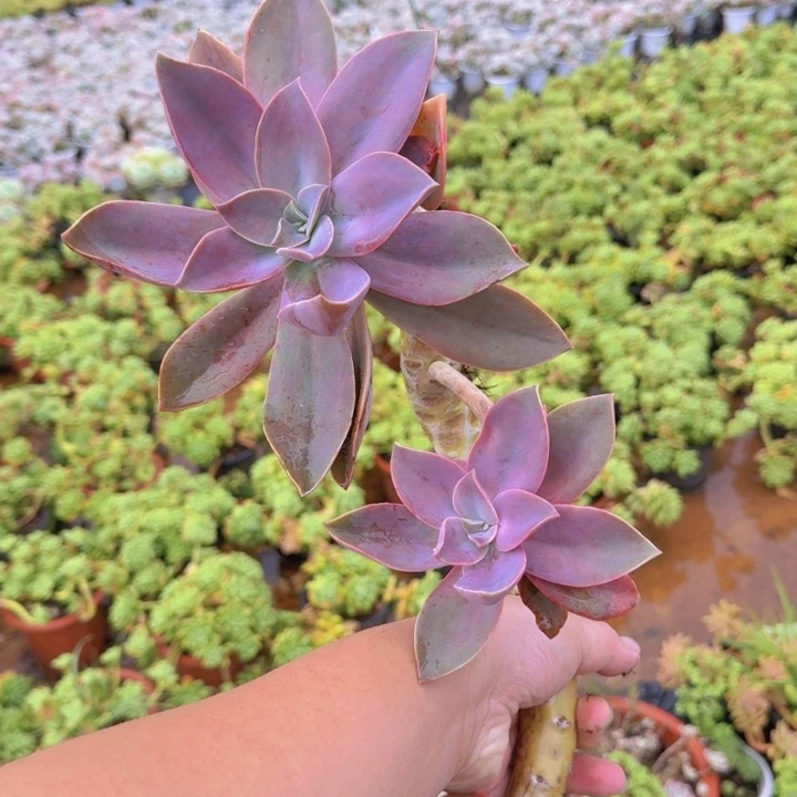 太妃糖大单头长杆子