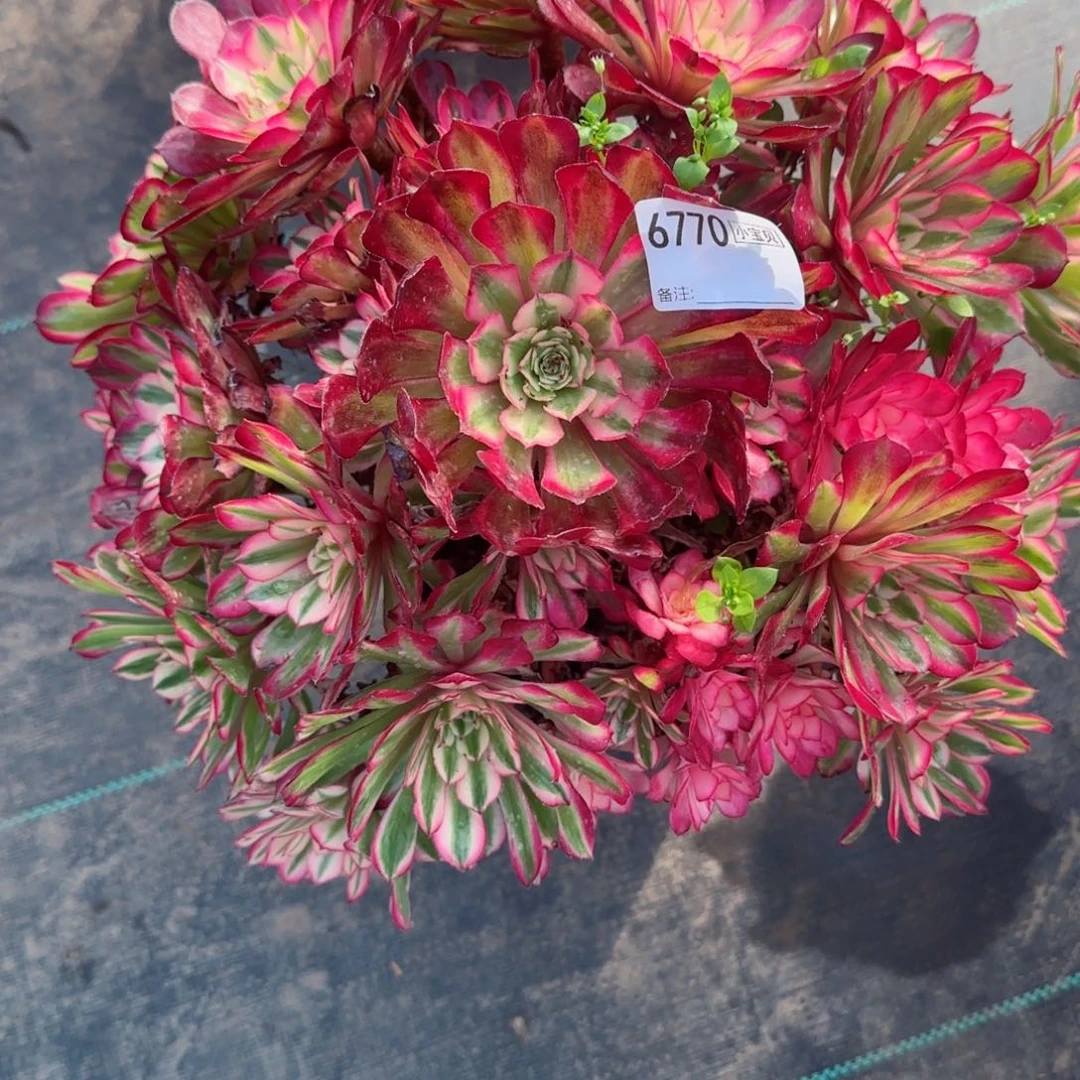 爱**延6770红铜多肉多肉