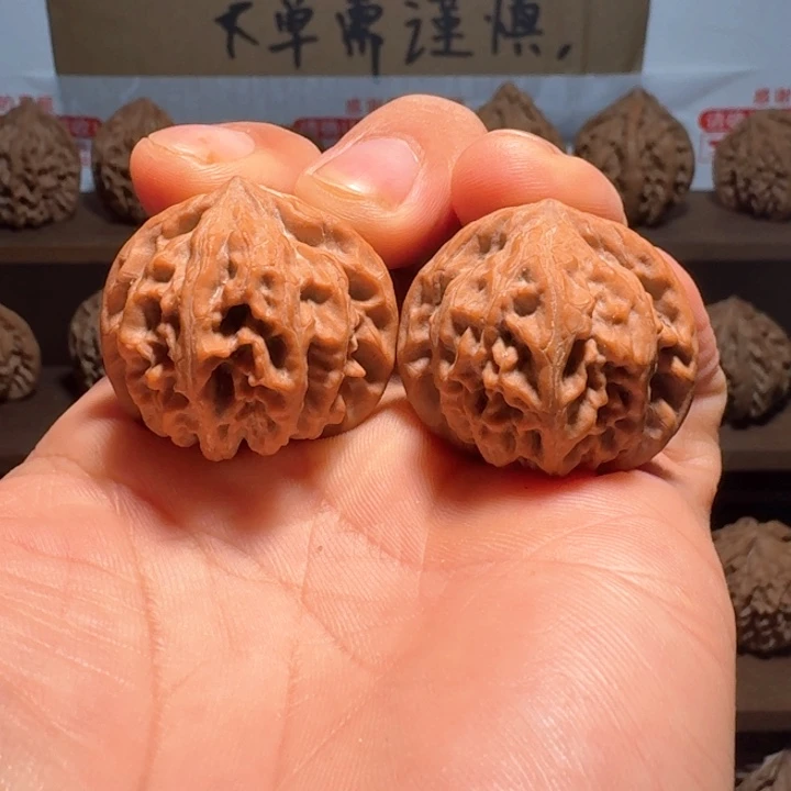小***睡秦岭野生无名狮子头