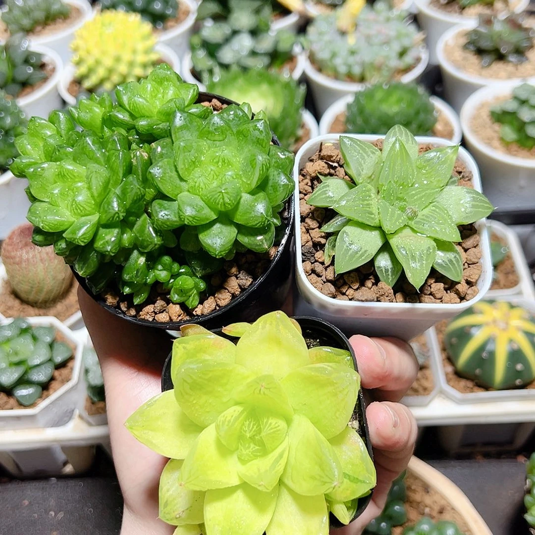 三颗福利原盆原土