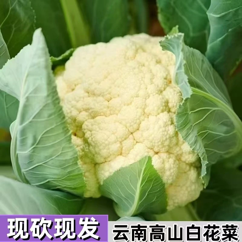新鲜白花菜农家自种现摘花椰菜自然熟蔬菜