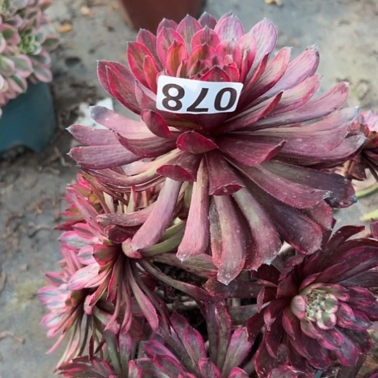 爱*鸟多肉植物一个