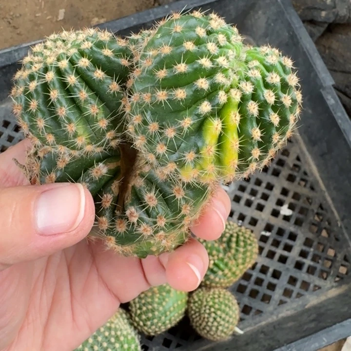 316彩草514.2嫣然缀化掰头