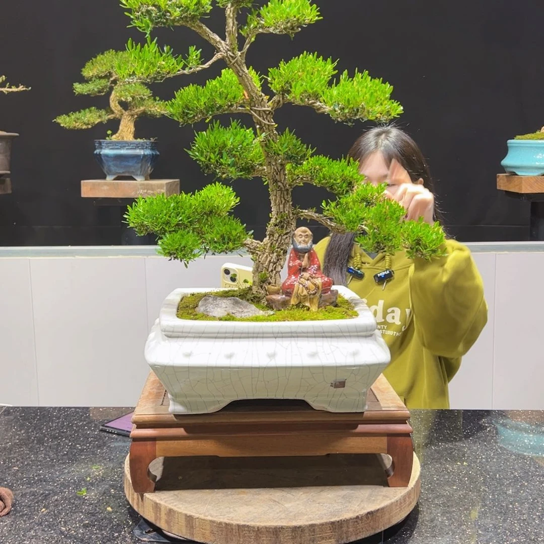 四季常青老桩黄杨盆景