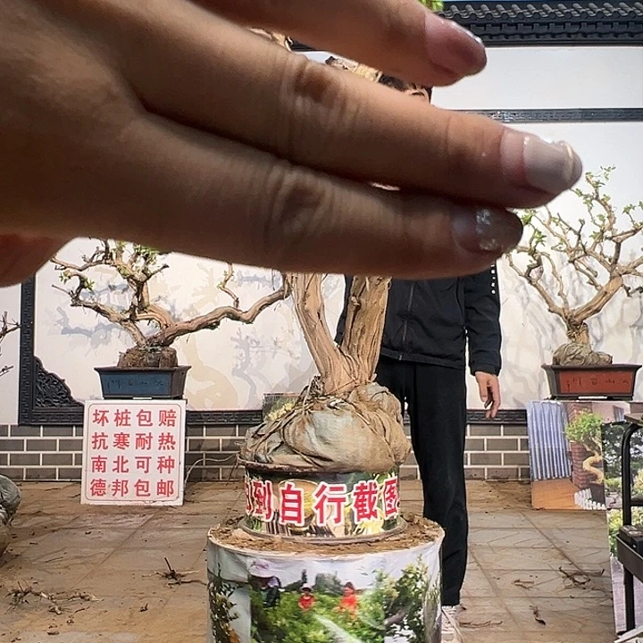 完全开放金银花开花26966998