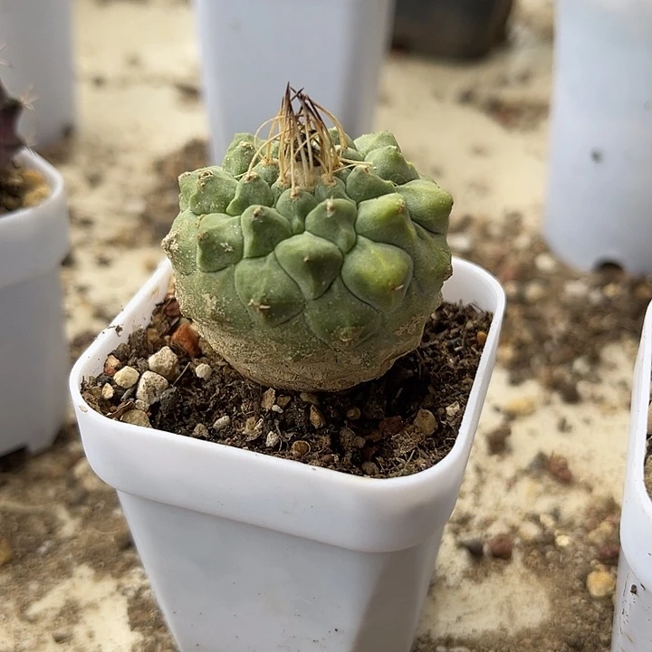 无花朵实生菊水一物一拍