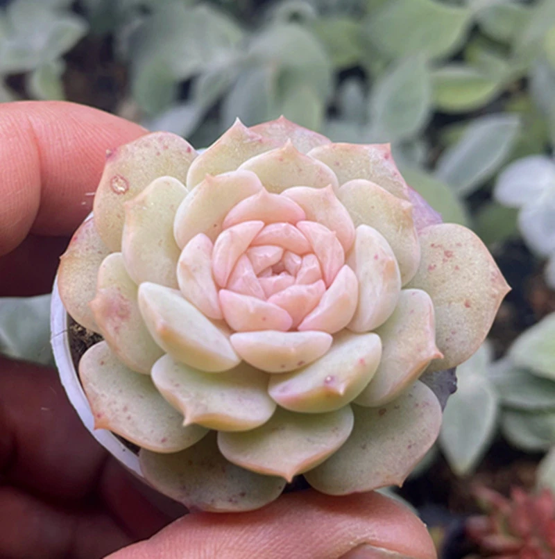 （满9.9元包邮）正版纯爱5厘米左右多肉韩版小多肉新品