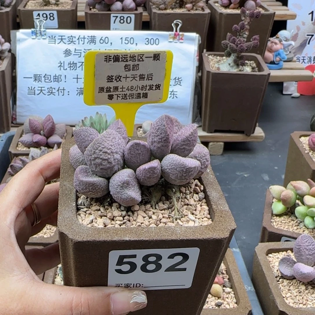 小*条582哈莫云朵多肉植物
