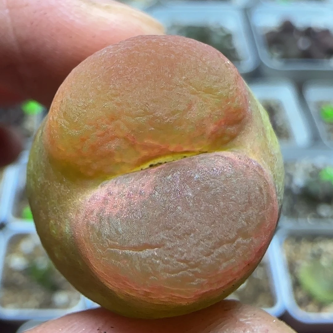 2.3漂亮多肉植物459