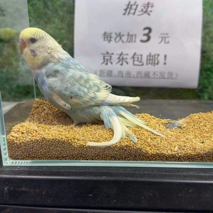 虎皮鹦鹉大头虎皮鹦鹉