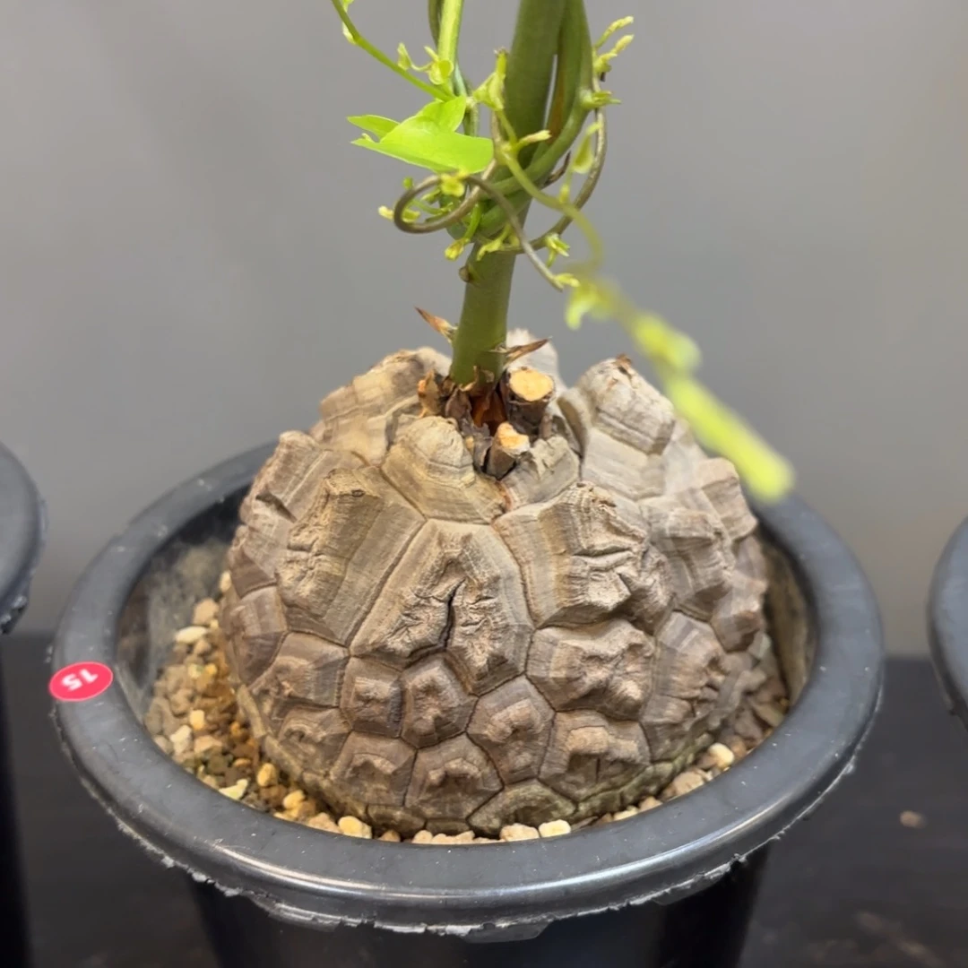 5 号日系南非龟甲龙带盆包邮