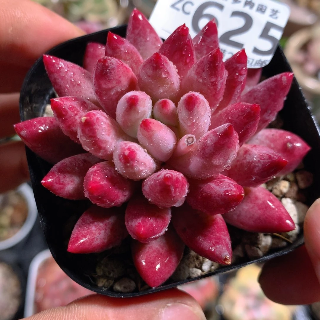 5CM拇指盆精控多肉ZC625