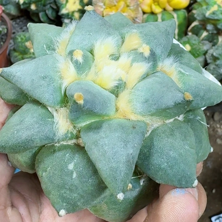 福利自根大牡丹138