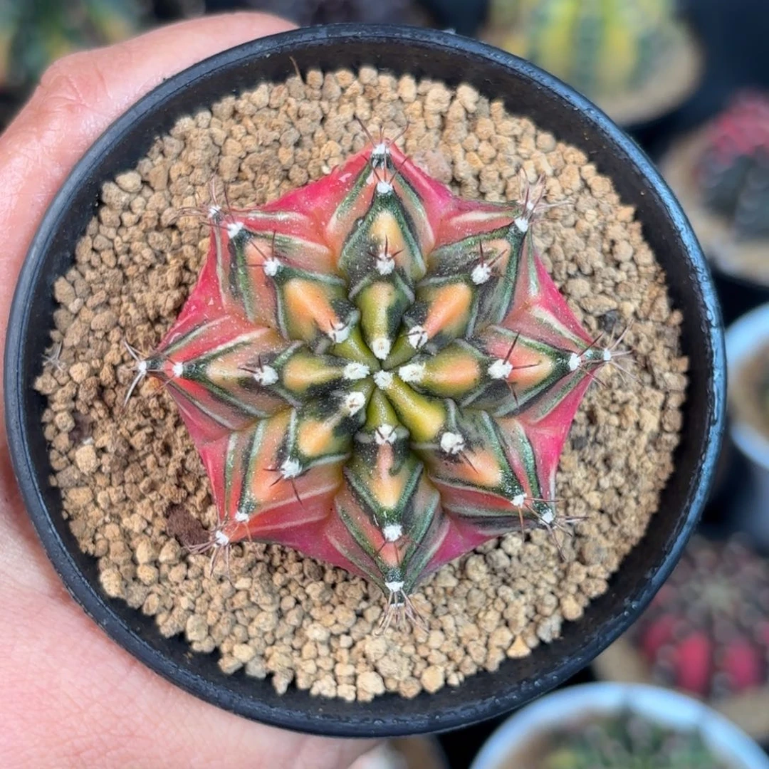 泰系米哈精品侧水裂818