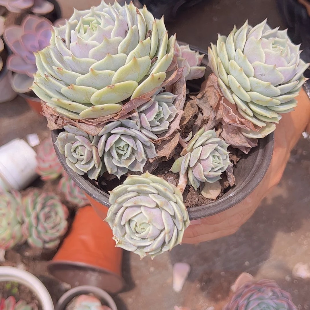 露娜莲 多头群身 整装无砍