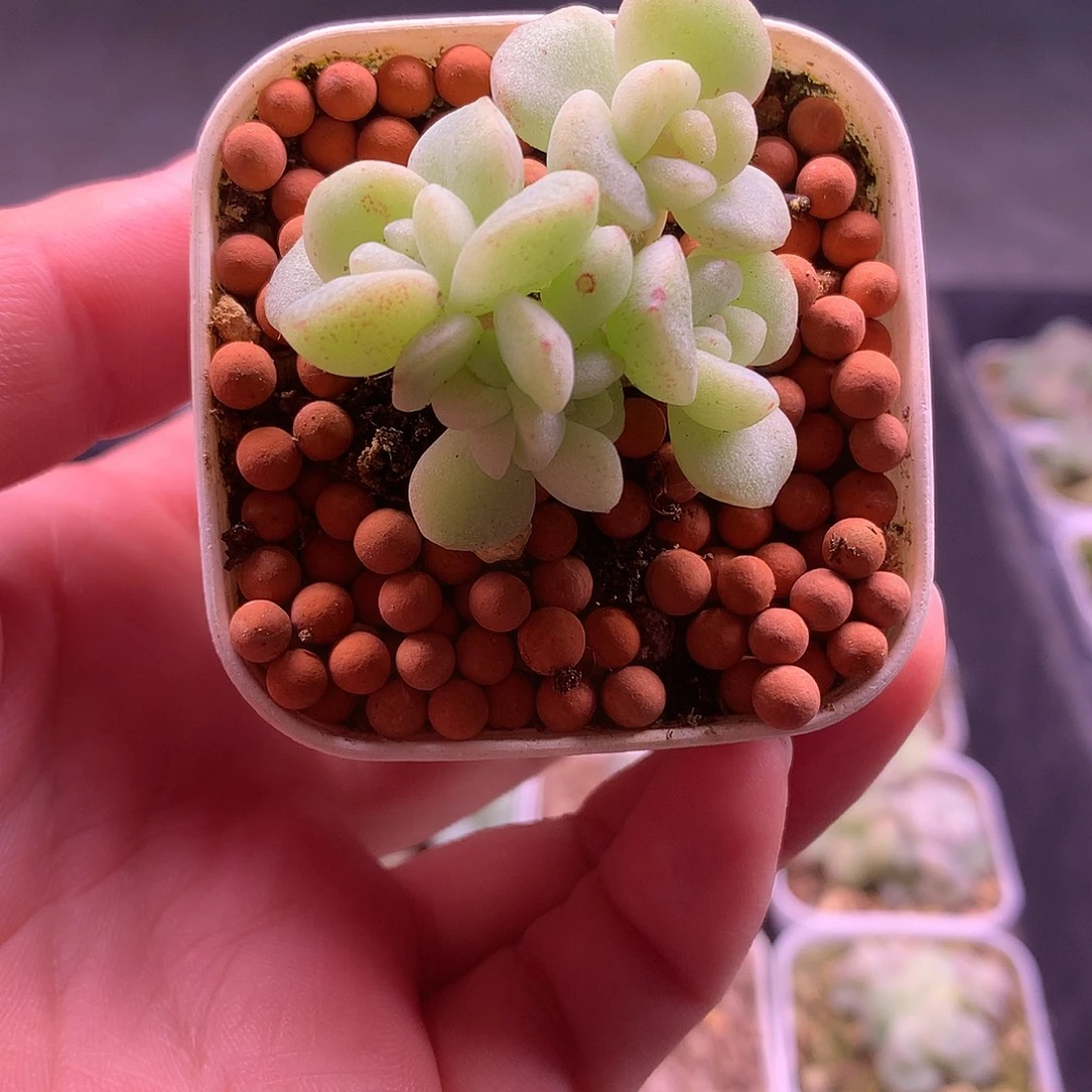 多肉植物一物一拍