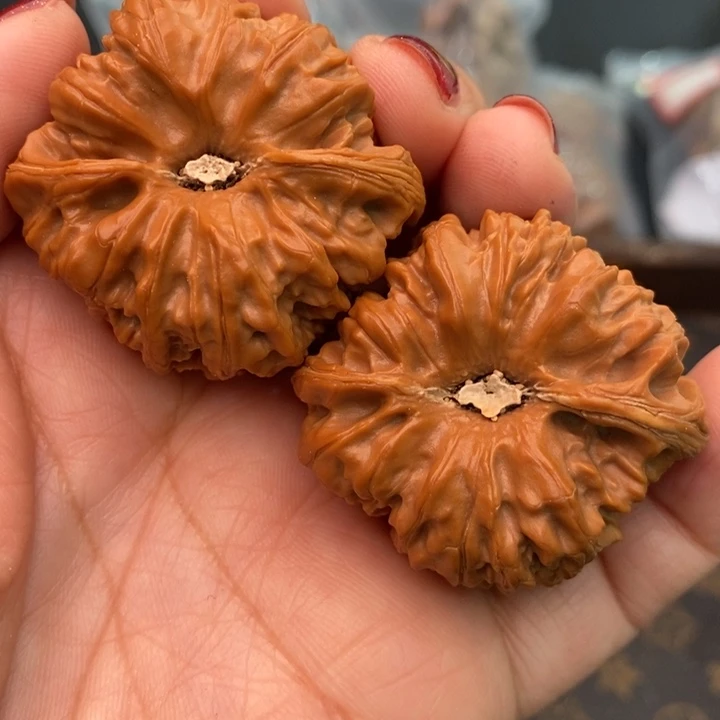 核桃凹底41尺核桃