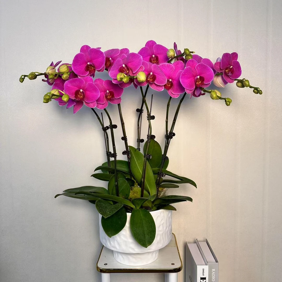 【恭喜发财】乔迁之喜 开业送人带花带花苞基地直发