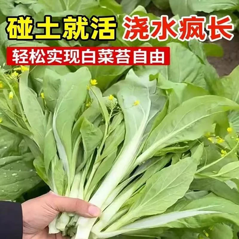 白菜苔秧苗四季蔬菜秧苗早熟奶油红菜苔苗口感脆嫩白菜苔小院种植