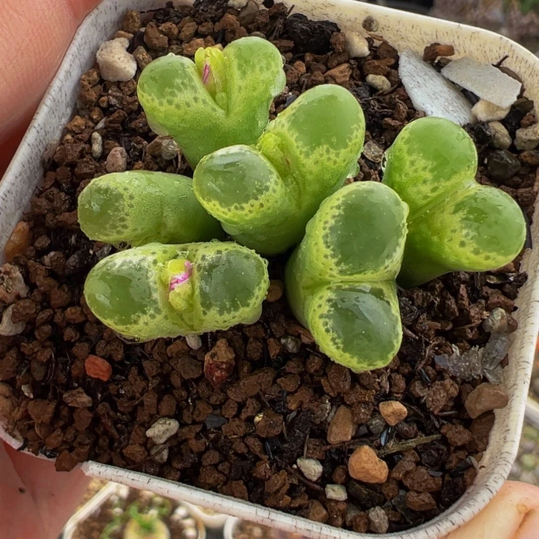 752多肉植物种类多样