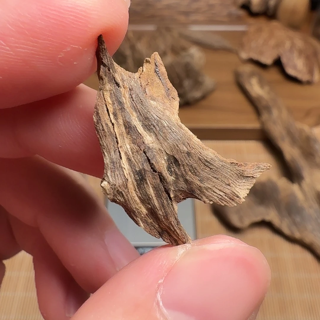 沉香芽庄都蓬根部料