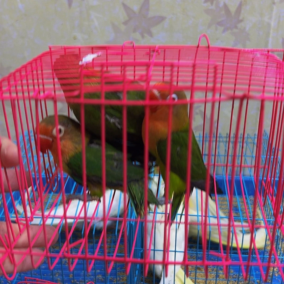 桃脸牡丹鹦鹉单眼伤风牡丹三个68包活到家