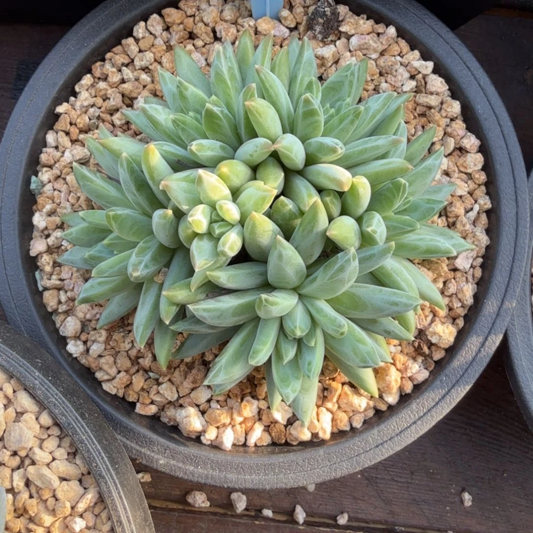 美人系杂交1111111111111