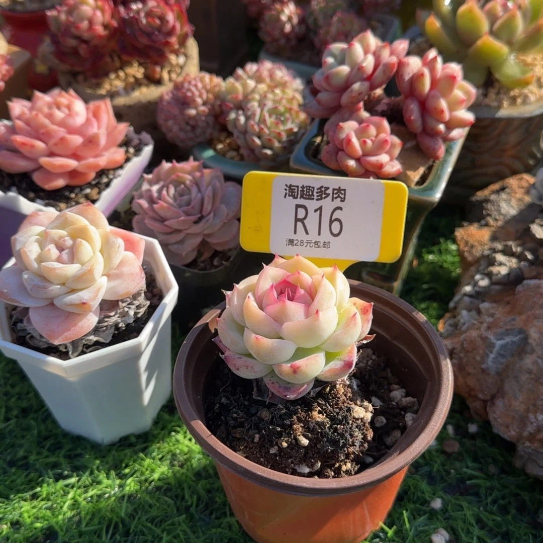 多肉植物防水检测营，哇塞哇塞