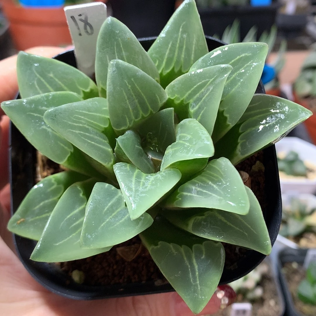 18号实生寿带盆土